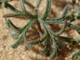 Pelargonium reflexum hairy young leaves